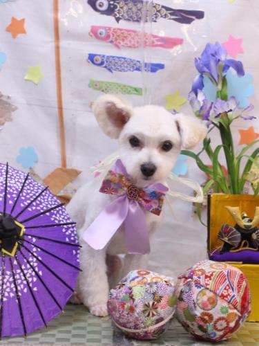 20240526フワリくん